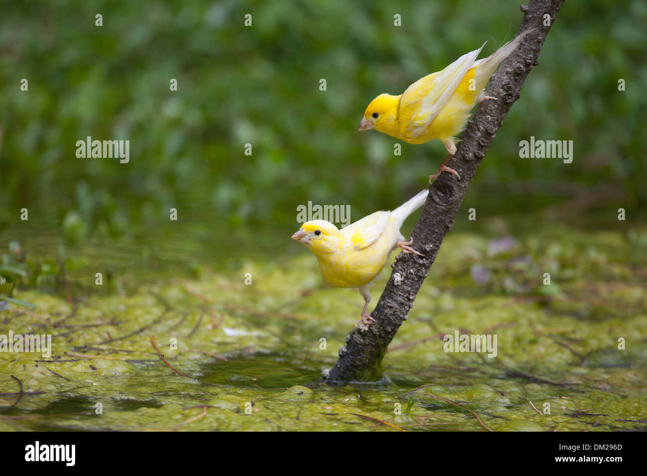 Wild canaries (Serinus canaria) descended from pet birds released on ...