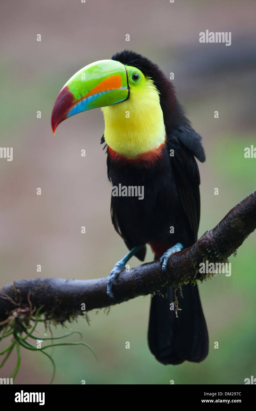 Keel-billed Toucan (Ramphastos sulfuratus) perched on tree branch Stock Photo