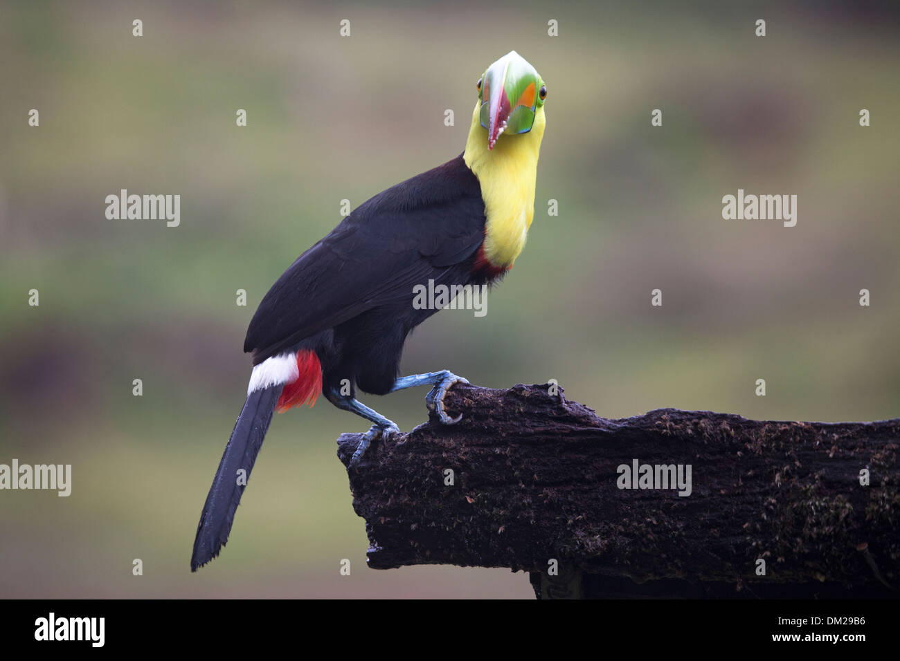Keel-billed Toucan (Ramphastos sulfuratus) perched on tree branch in Costa Rica Stock Photo