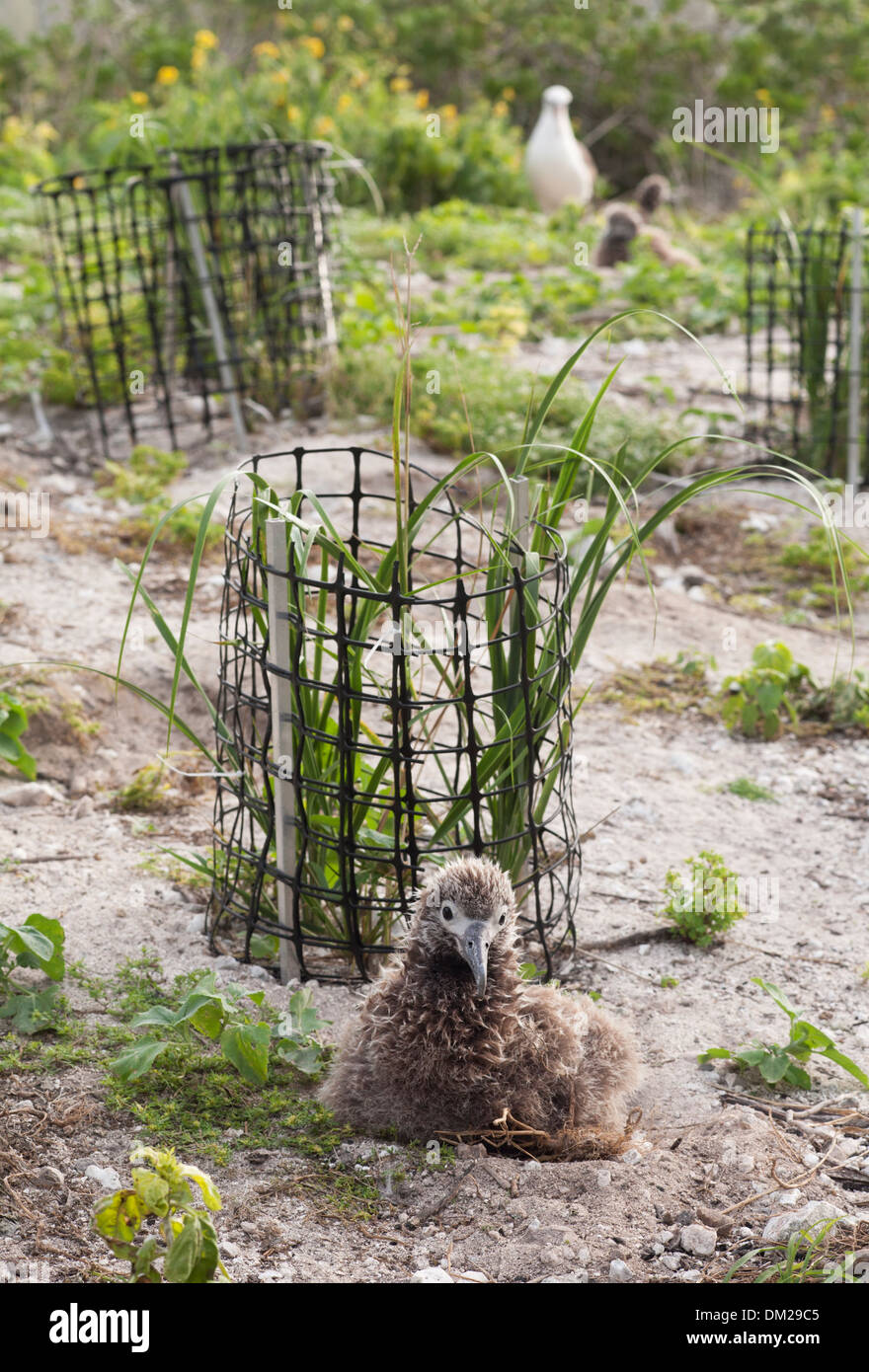Laysan Albatross chick on nest, beside Bunch Grass (Eragrostis variabilis) plantings in a USFWS land reclamation project. Stock Photo
