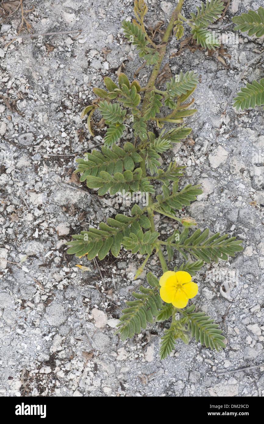 Puncture Vine (Tribulus cistoides) growing on the remnants of a historic World War II runway on Eastern Island Stock Photo
