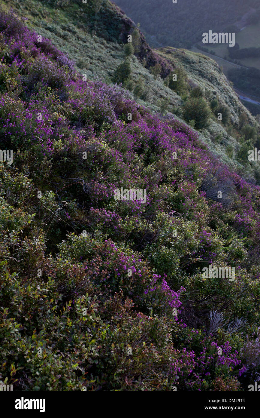 In August, blankets of purple heather coat the hillsides of Precipice Walk in Snowdonia National Park, Wales. Stock Photo