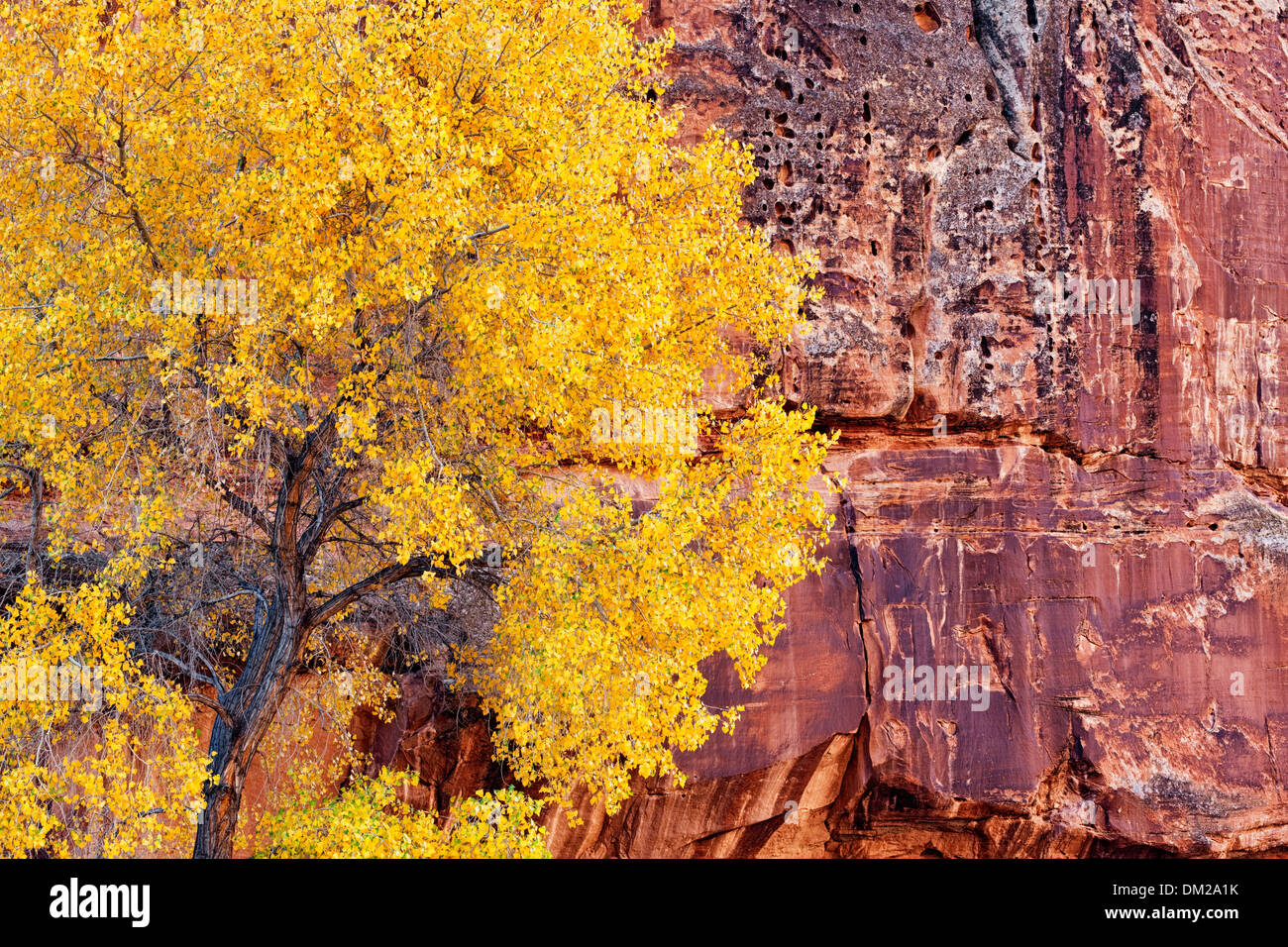 Cottonwood trees turn autumn gold during late October in Utah's Capitol