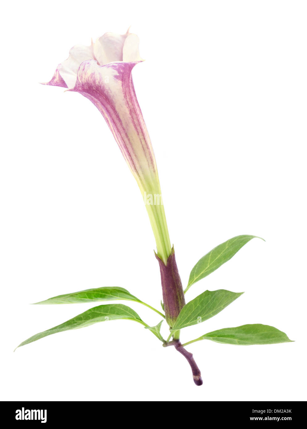 Datura flower with leaves over white background Stock Photo - Alamy