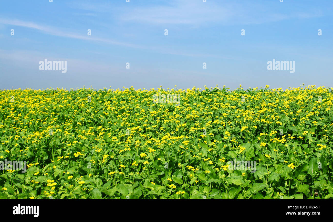 View of mustard field below the blue sky Stock Photo