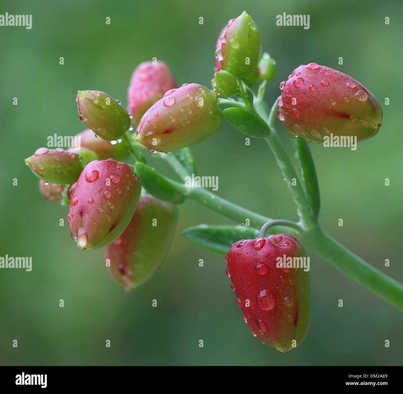 Herbal Kalanchoe flowers with water droops close up Stock Photo