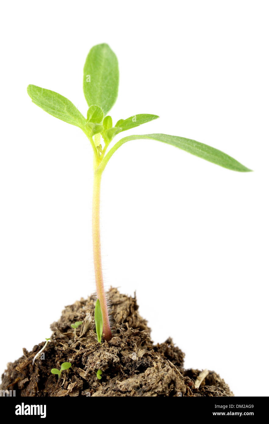 A little tomato seedling over white background Stock Photo