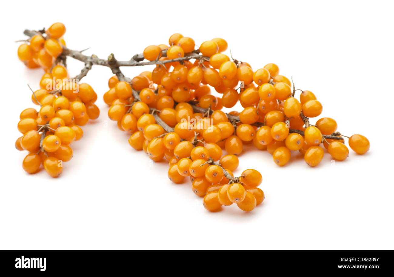 Branch of sea buckthorn berries isolated on white Stock Photo