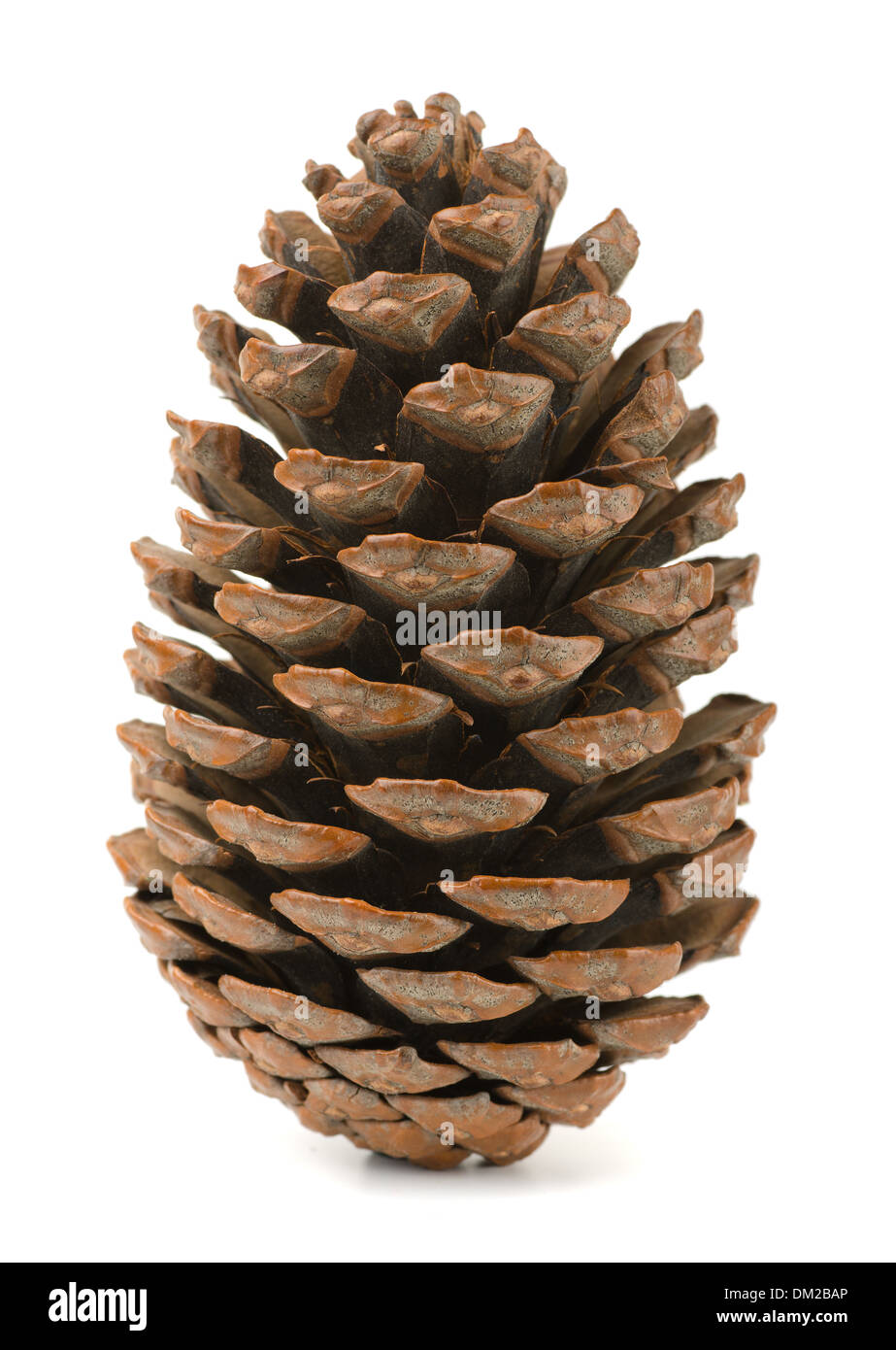Single pine cone isolated on white Stock Photo