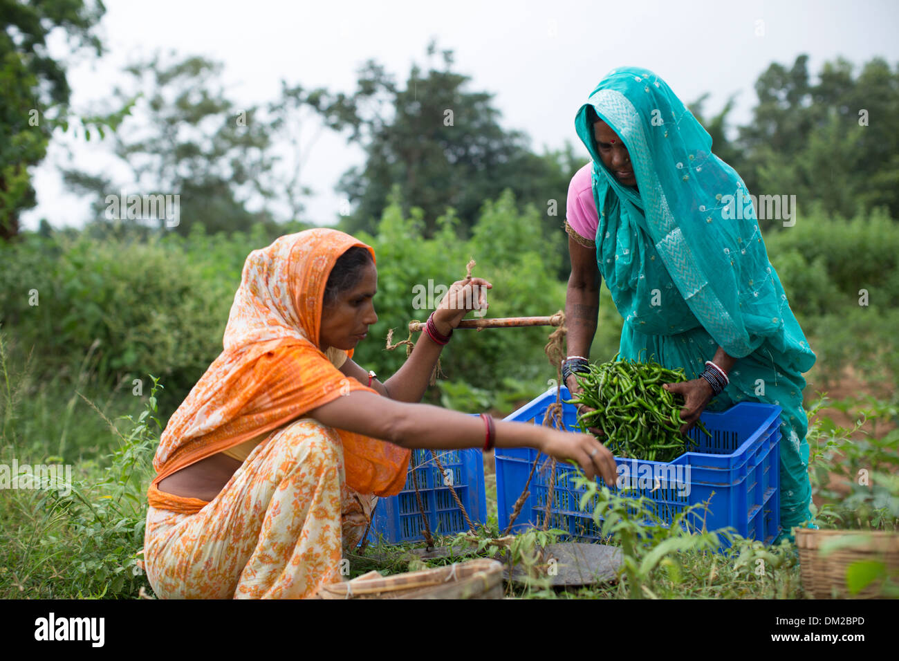 Woman farmers in Bihar, India weigh a chili harvest. Stock Photo