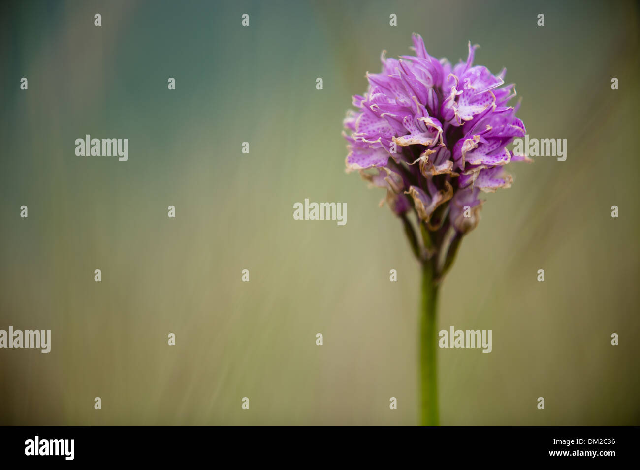 early marsh orchid, Umbria, Italy Stock Photo