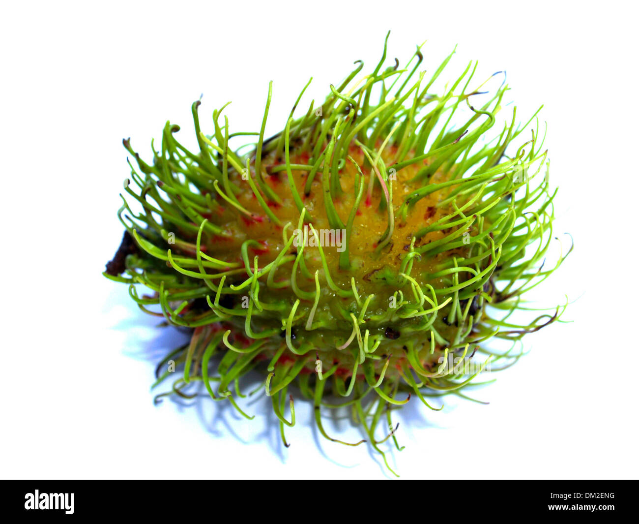 Tropical fruit, rambutan Stock Photo - Alamy