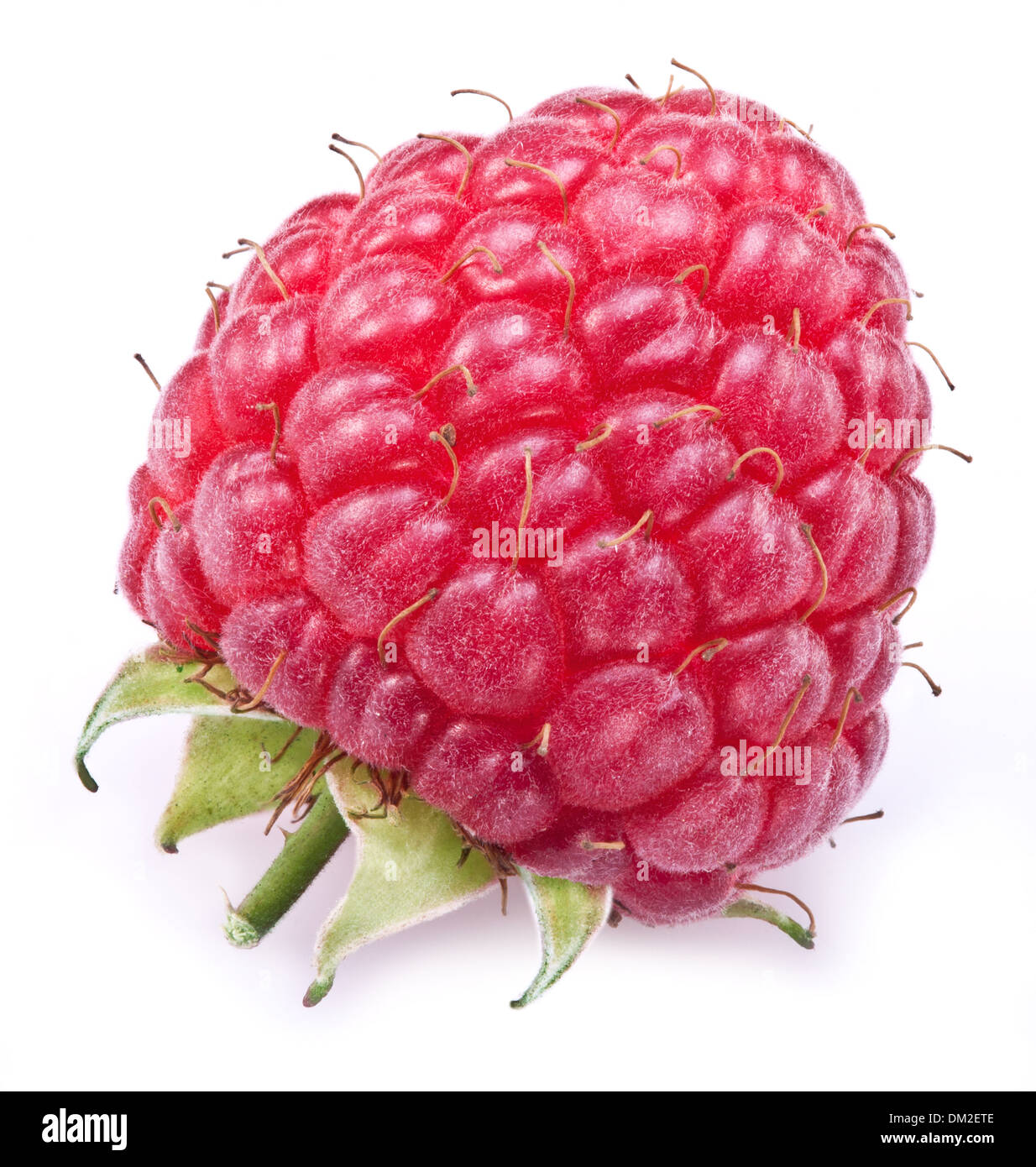 One rich raspberry fruit isolated on a white background. Stock Photo