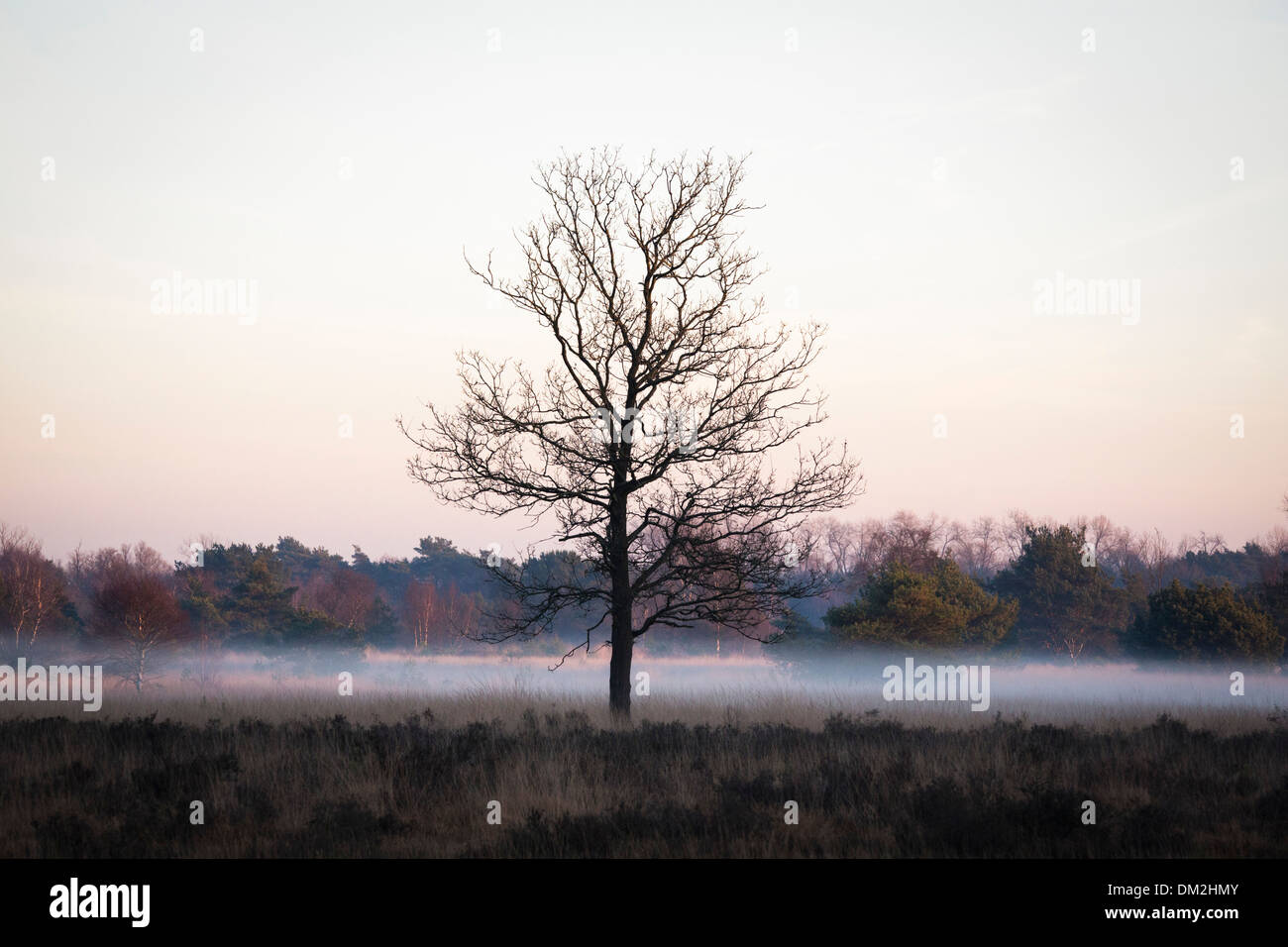 Low hanging tree branches hi-res stock photography and images - Alamy