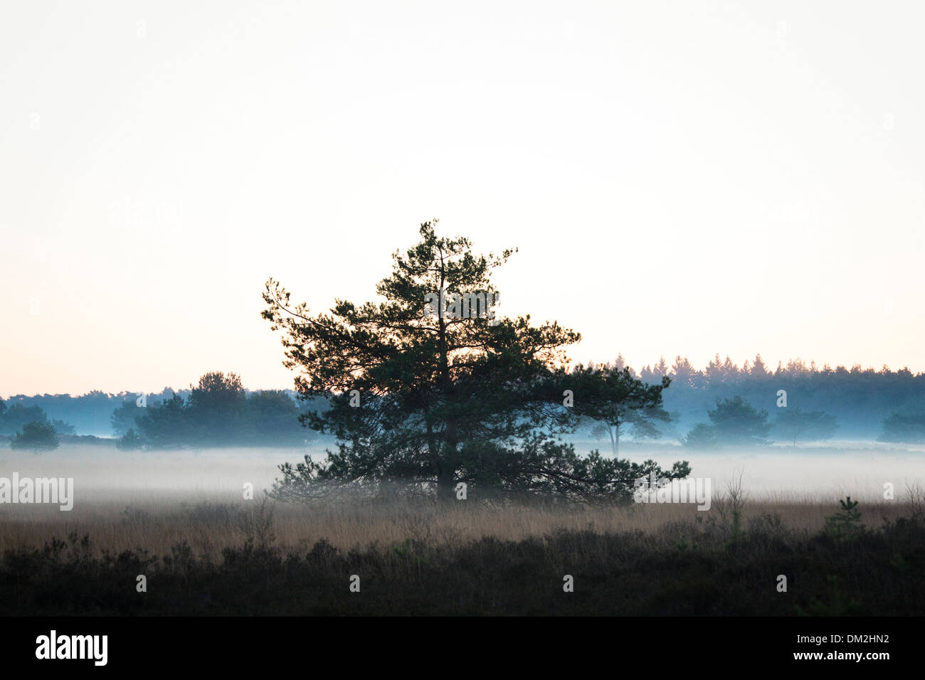 Landscape with low hanging mist at 'de Malpie' in North Brabant in the Netherlands Stock Photo
