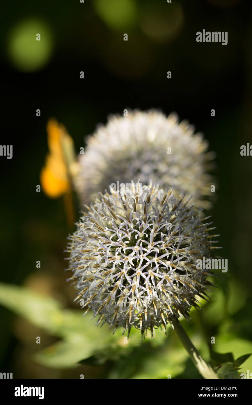 Interplay of sunlight and shadows on Alium flower heads in Surrey forest, England Stock Photo