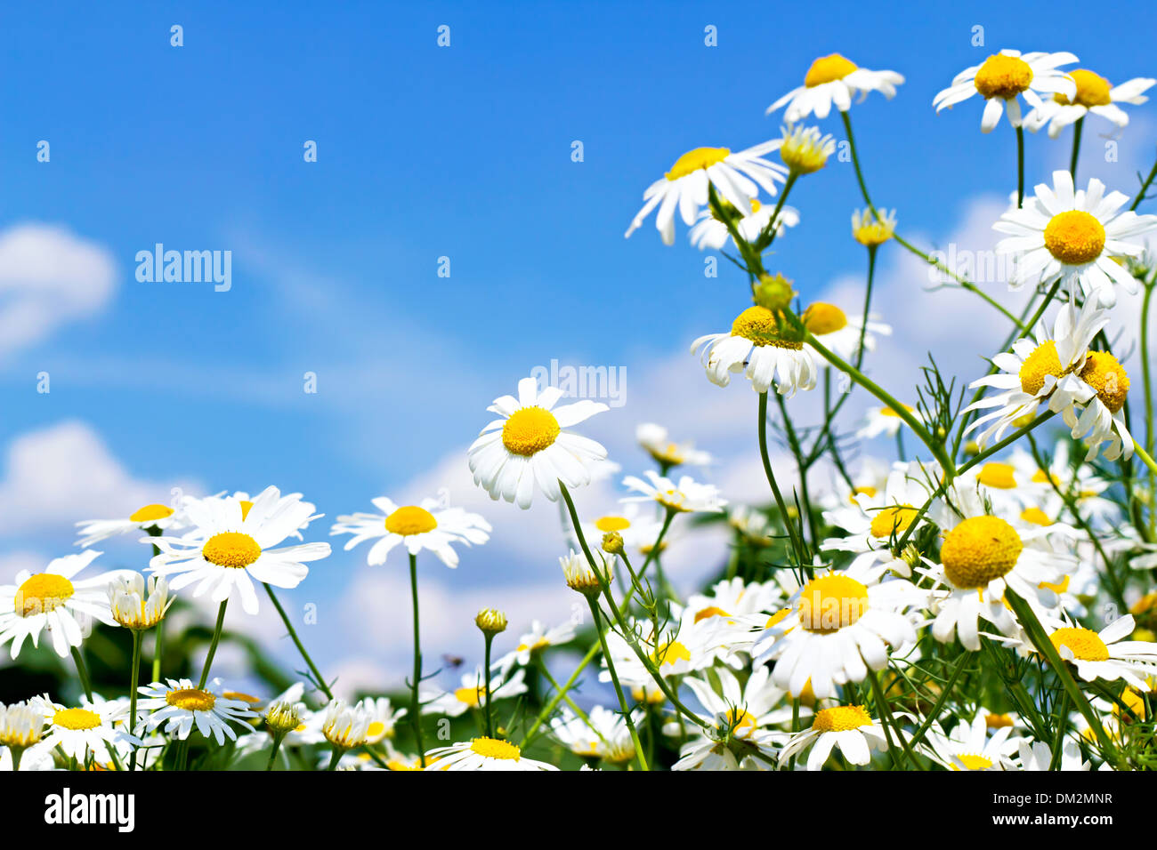 white daisies on blue sky with clouds Stock Photo - Alamy