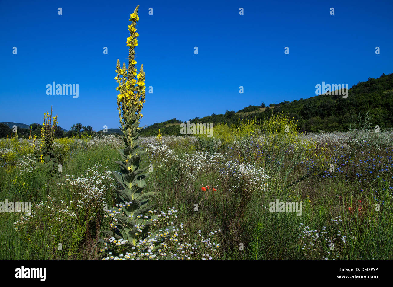 Mullein, royal candle, sheep tail - Herbs Stock Photo