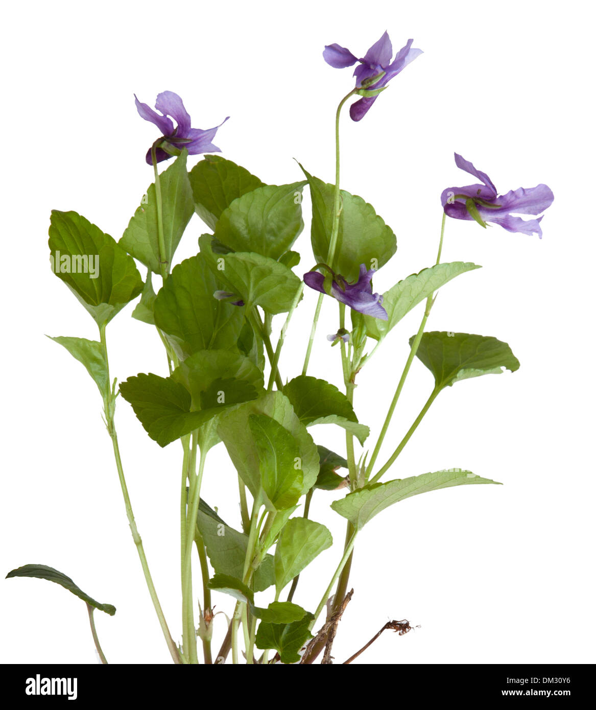 Cut-out Common Violet on white background. Stock Photo