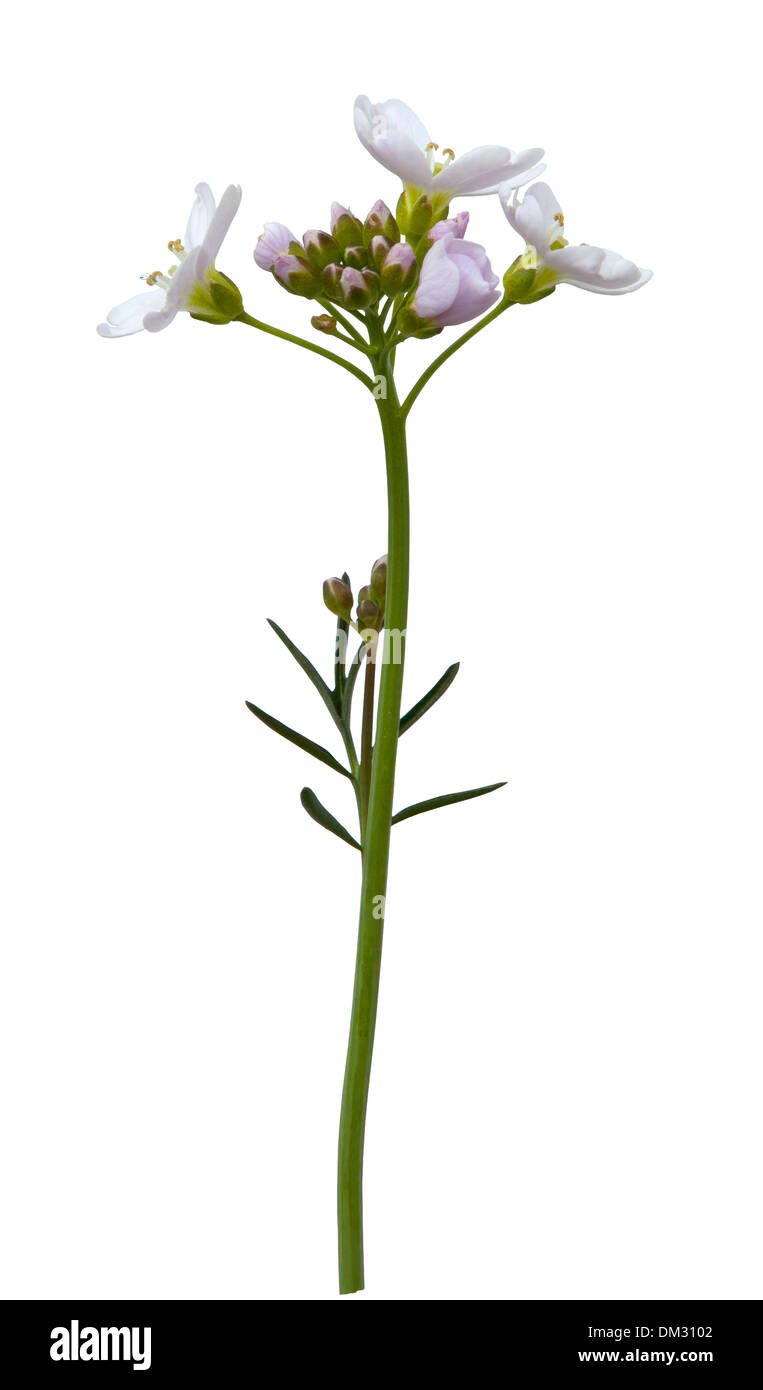 Cut-out cuckoo flower on whire background. Stock Photo
