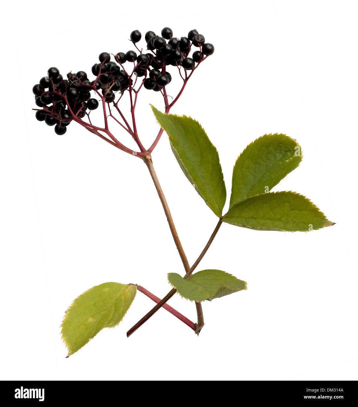 Cut-out Elderberry on white background. Stock Photo