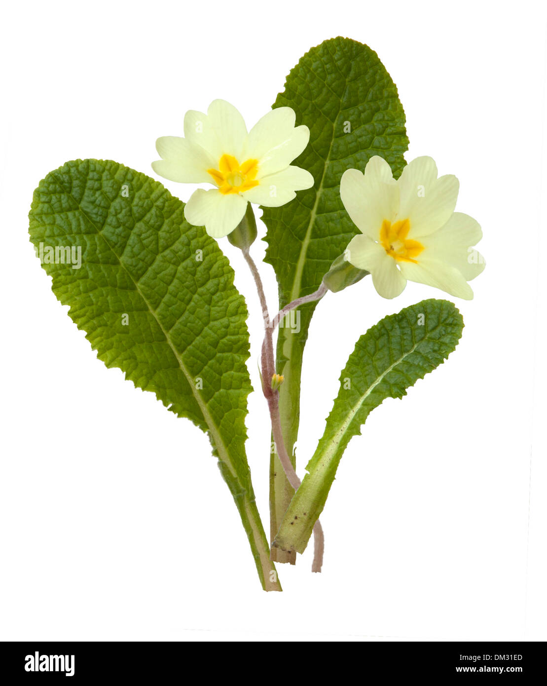 Cut-out Primrose plant on white background. Stock Photo
