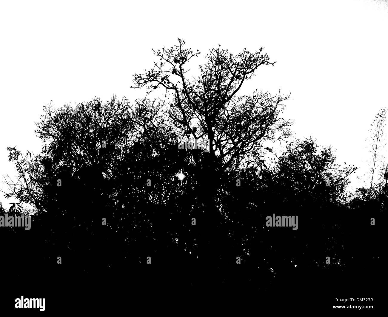 trees silhouette , dead tree Stock Photo