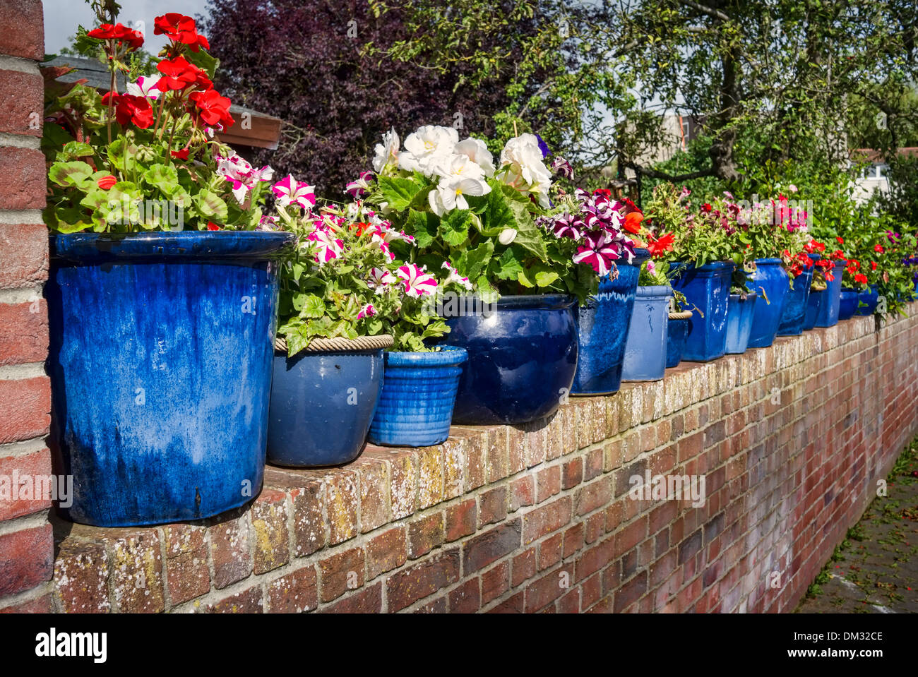 Line of blue planters in small courtyard garden in UK Stock Photo