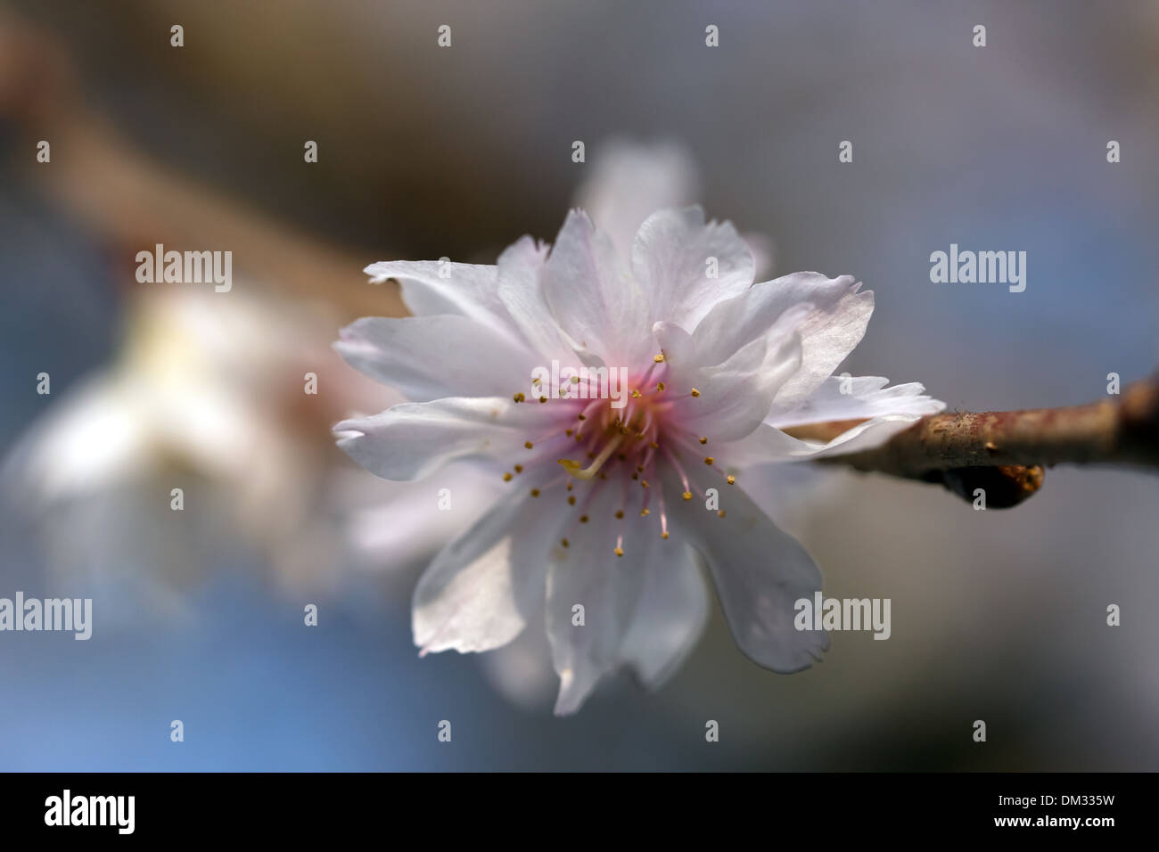 Macro image of a Winter flowering Cherry tree blossom  (Prunus x subhirtella Autumnalis) Stock Photo
