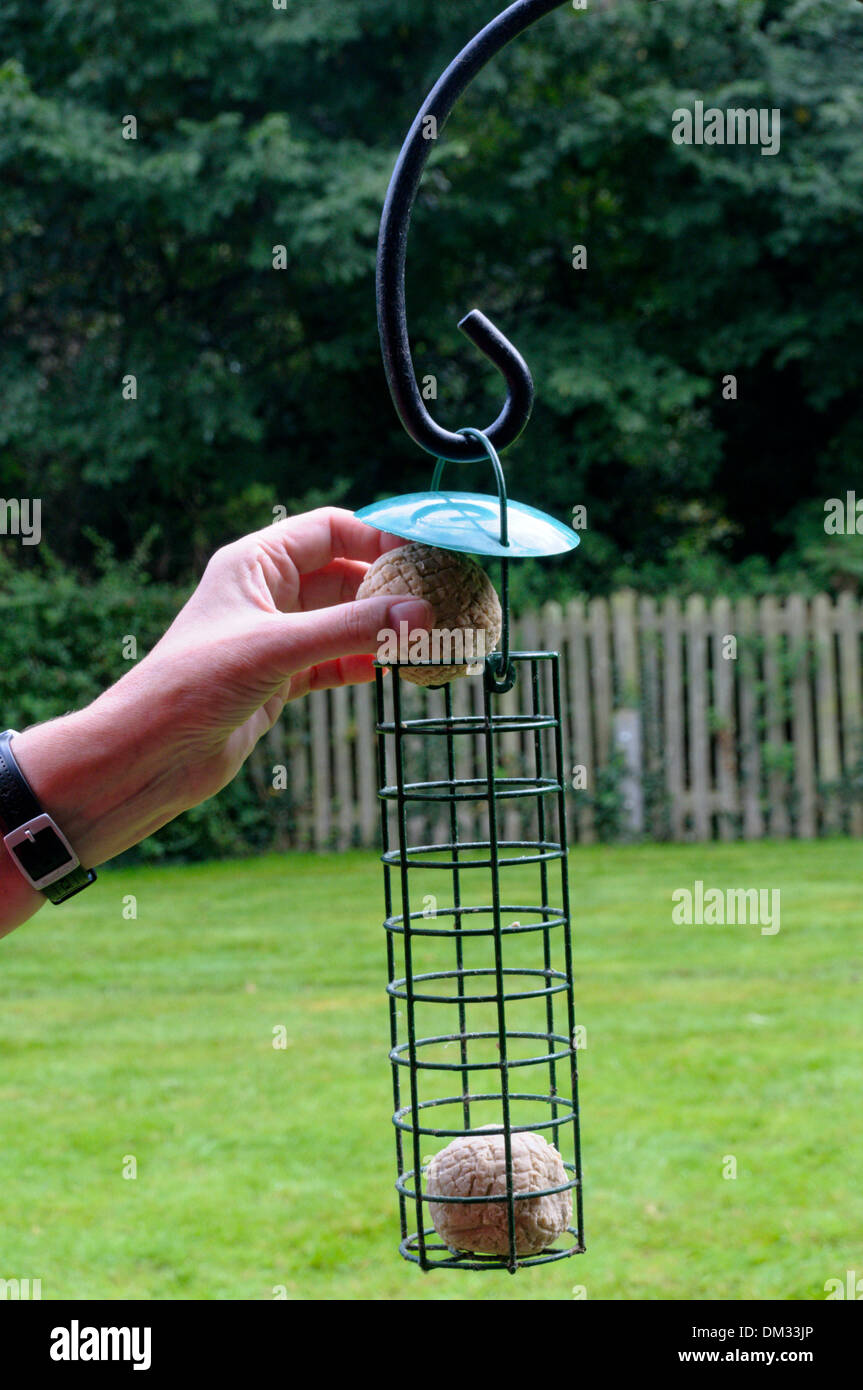 Woman filling suet fat ball feeder for garden birds. Stock Photo