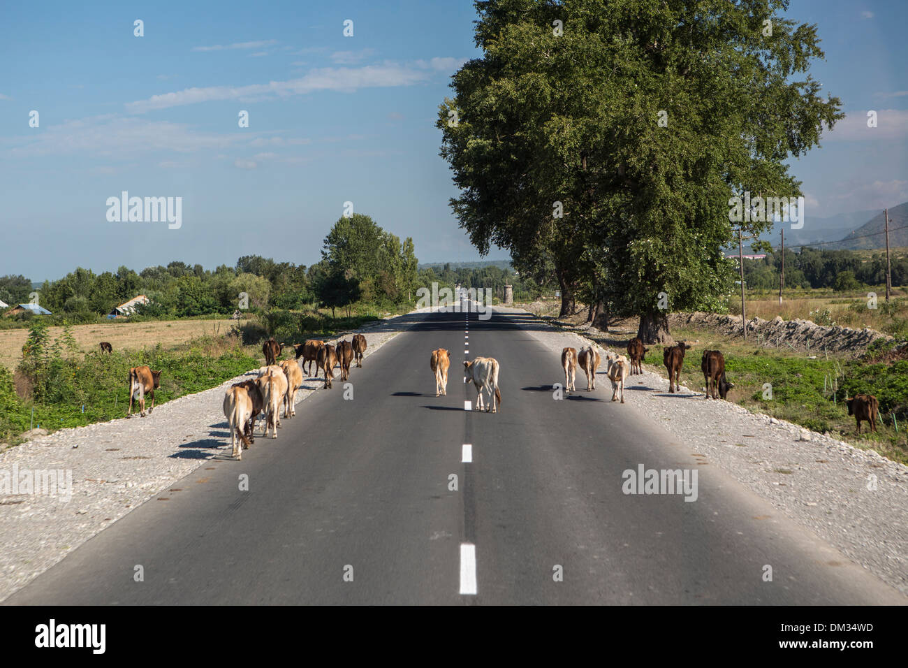 Azerbaijan, Caucasus, Eurasia, Balakan, Border, cows, road, traffic, street, rural Stock Photo