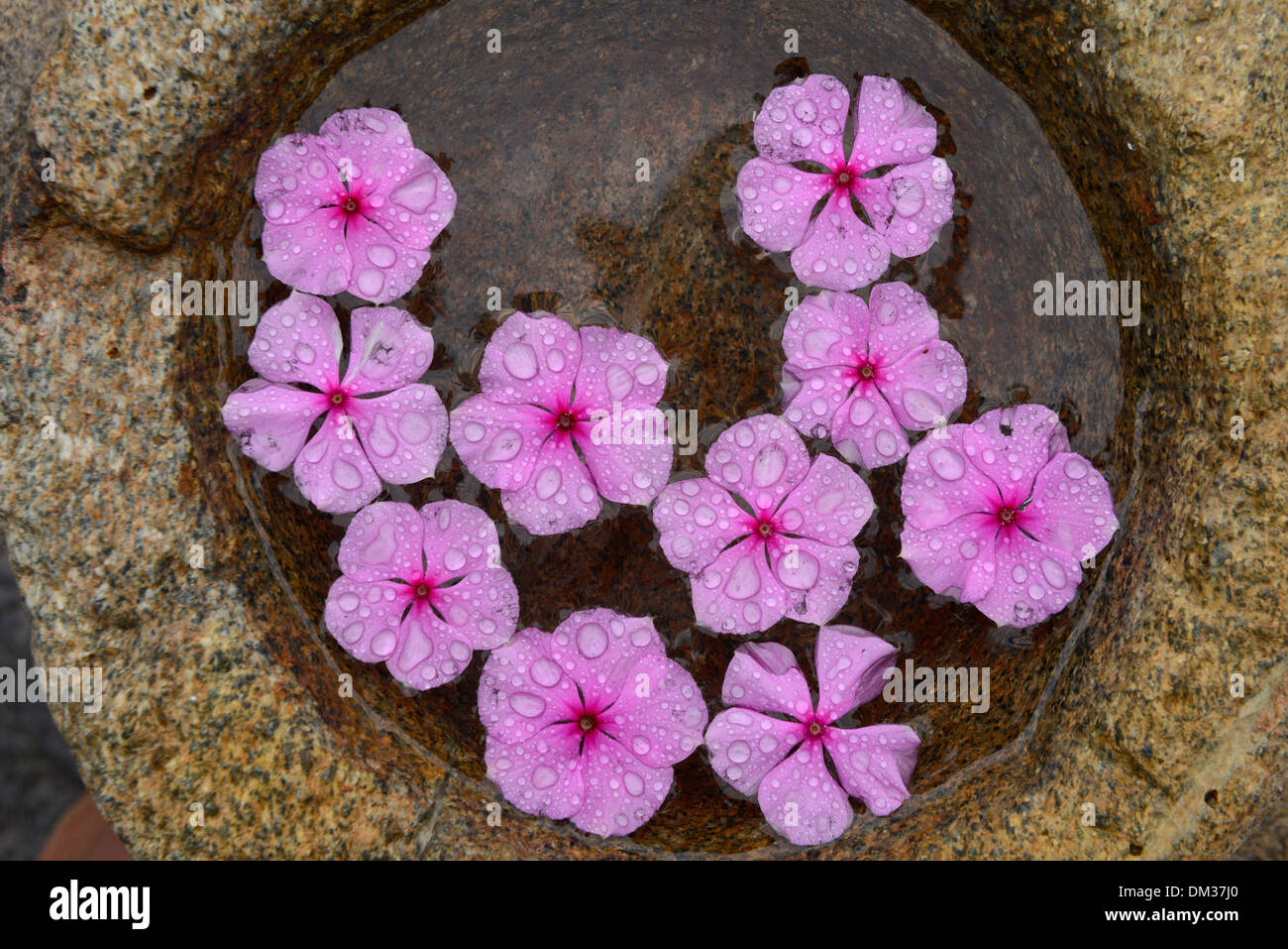 South America, Brazil, Buzios, flowers, detail, relax, spa, pink, Stock Photo