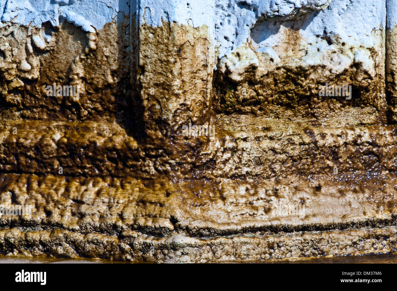Biofilm Fungus High Resolution Stock Photography and Images - Alamy