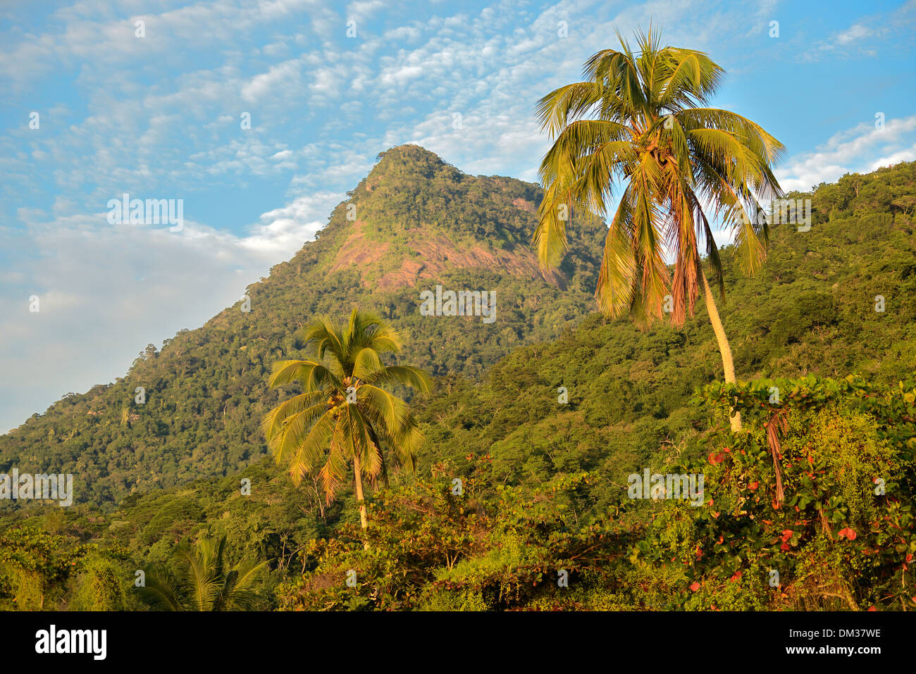South America, Brazil, Ilha Grande, forest, palms, jungle, mountains, tropical, landscape, no people, nature Stock Photo
