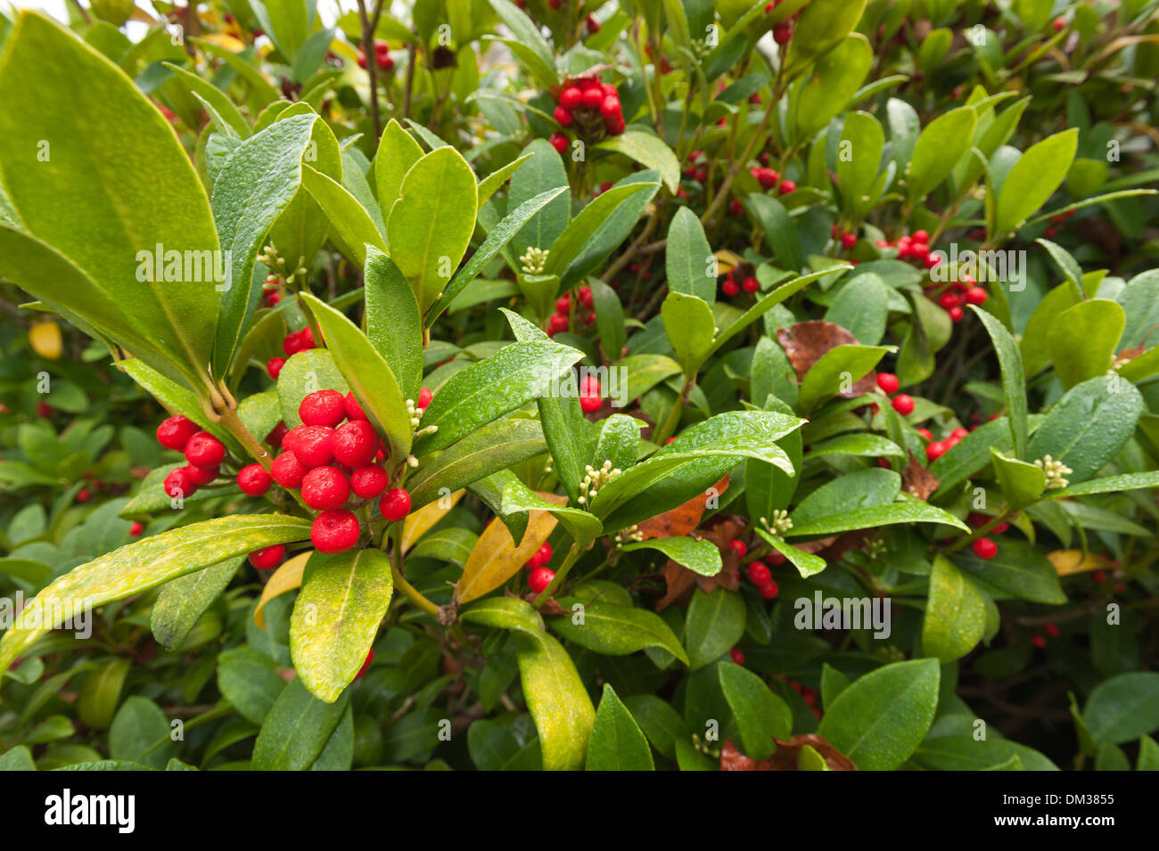 A Winter wonderland evergreen shrub with glossy leaves and red berries to brighten the dark months Stock Photo