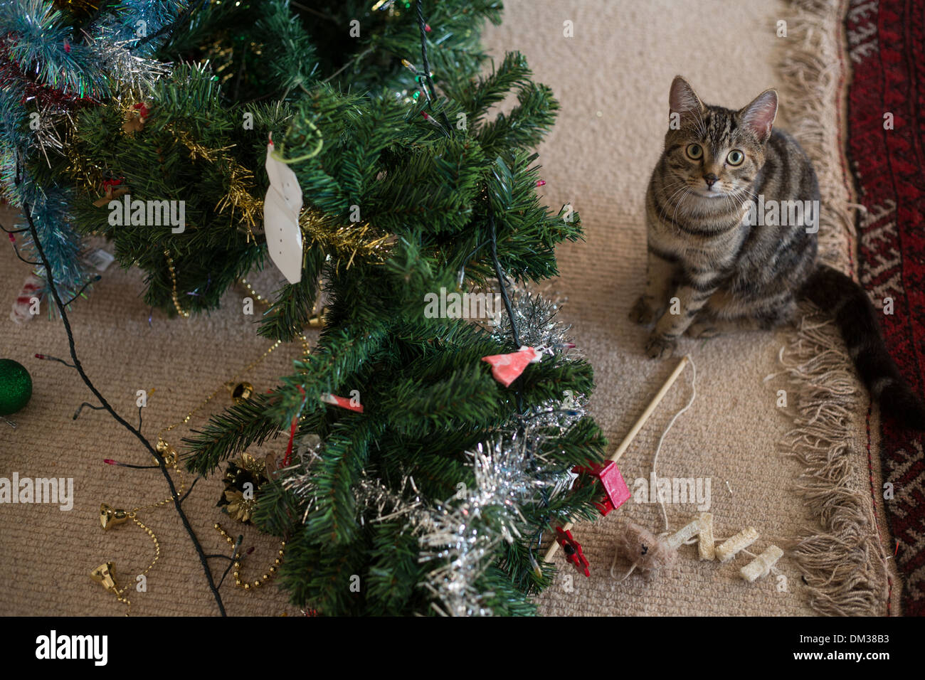 Cats knocking over christmas trees discount