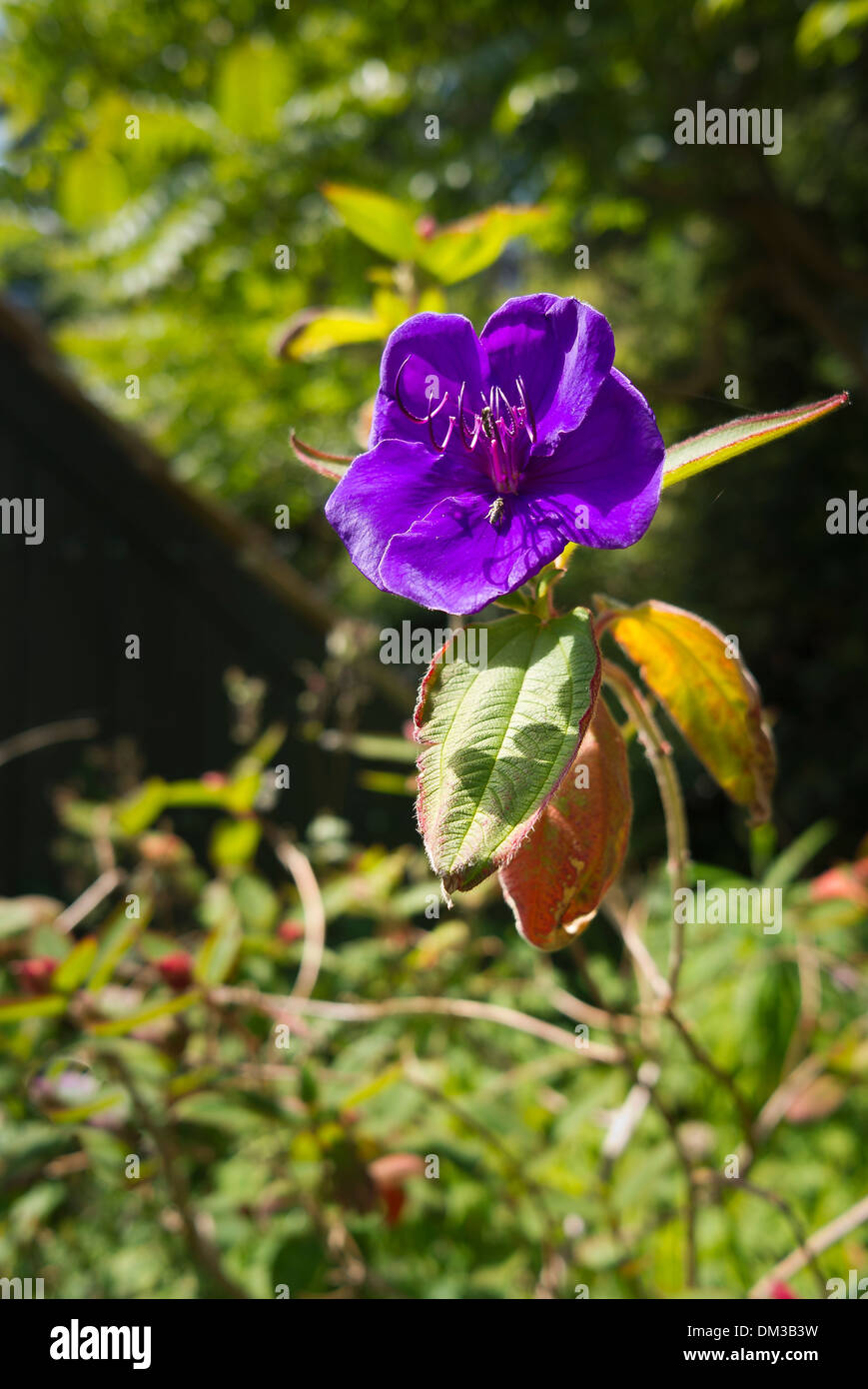 Tibouchina flower seein in a Guernsey garden Stock Photo