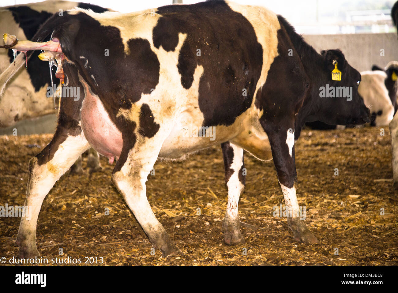 Cow Giving Birth Calf Hi Res Stock Photography And Images Alamy