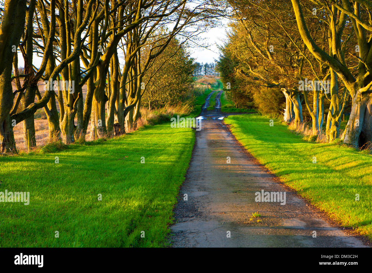 Longside, Great Britain, Europe, Scotland, street, way, trees, avenue