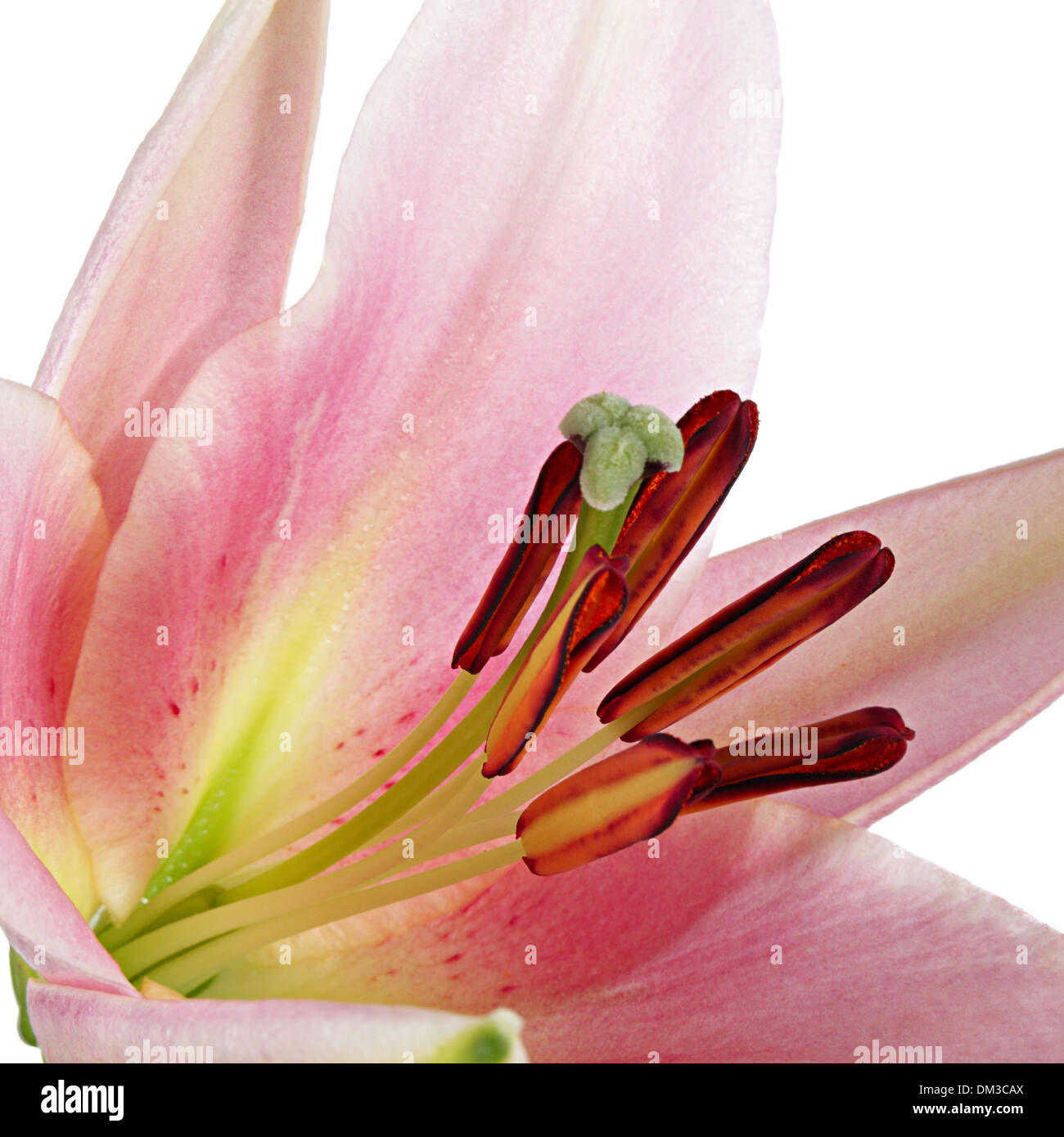 Flowers. Close-up of pink lily isolated on white Stock Photo