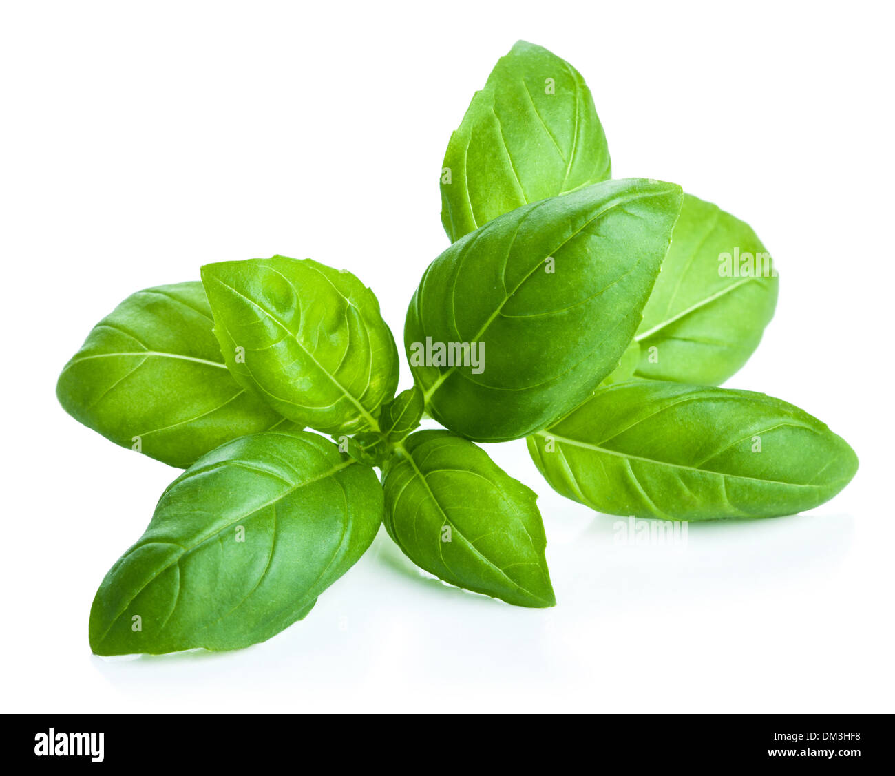 basil leaves isolated Stock Photo