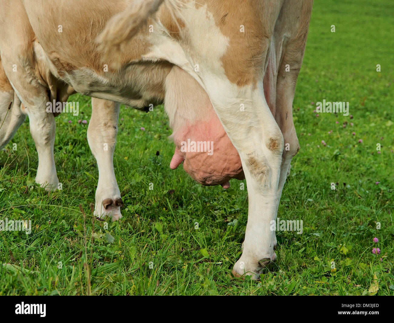 Legs, graze brown, udder, cow, milch, pink, überzüchtet, agriculture, pasture, willow, meadow, Switzerland Stock Photo