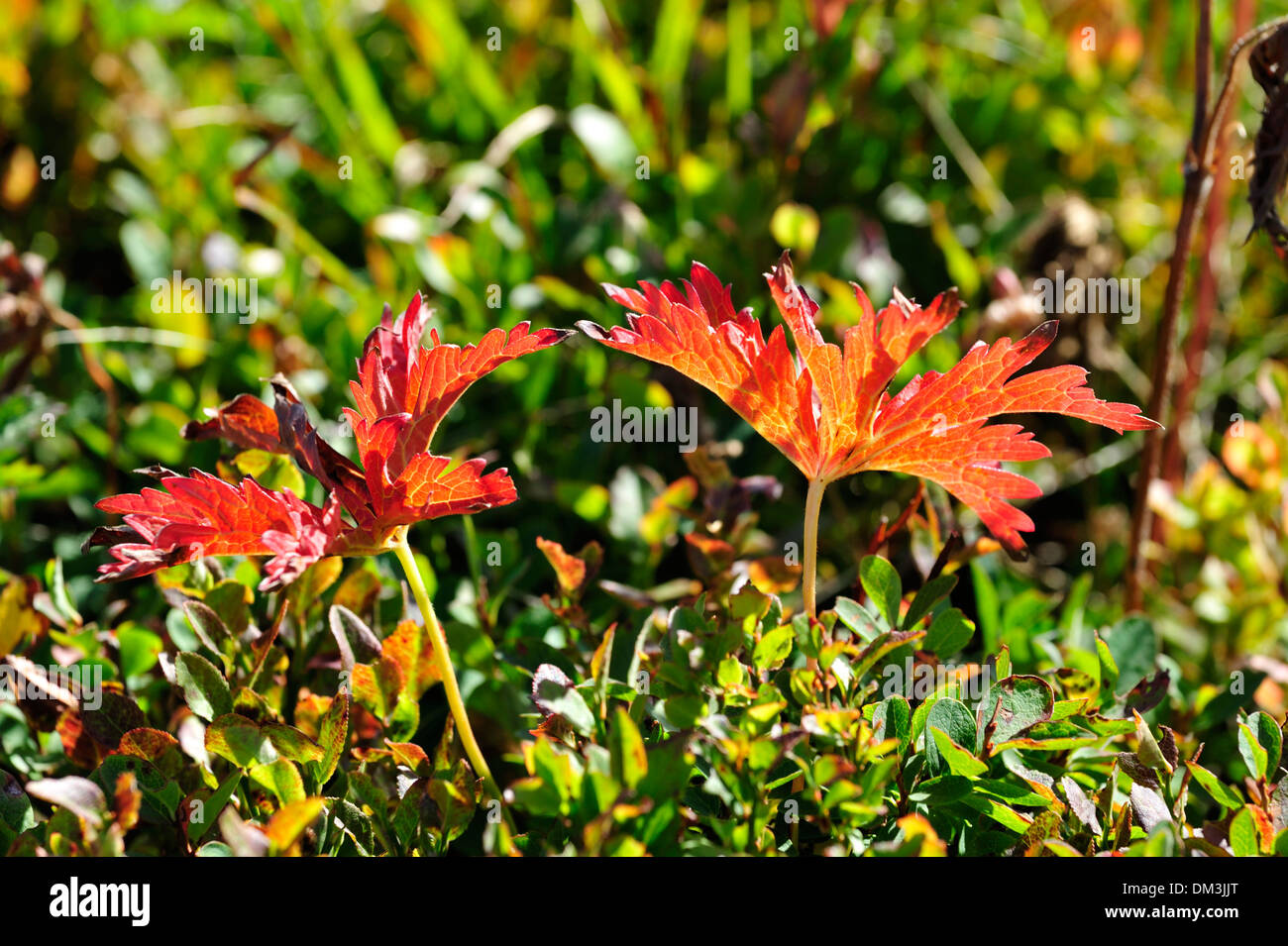 Wood cranesbill, Geranium sylvaticum, Geraniaceae, autumn leaves, Mathon, Schamserberg, Alpen, Canton, Grisons Stock Photo