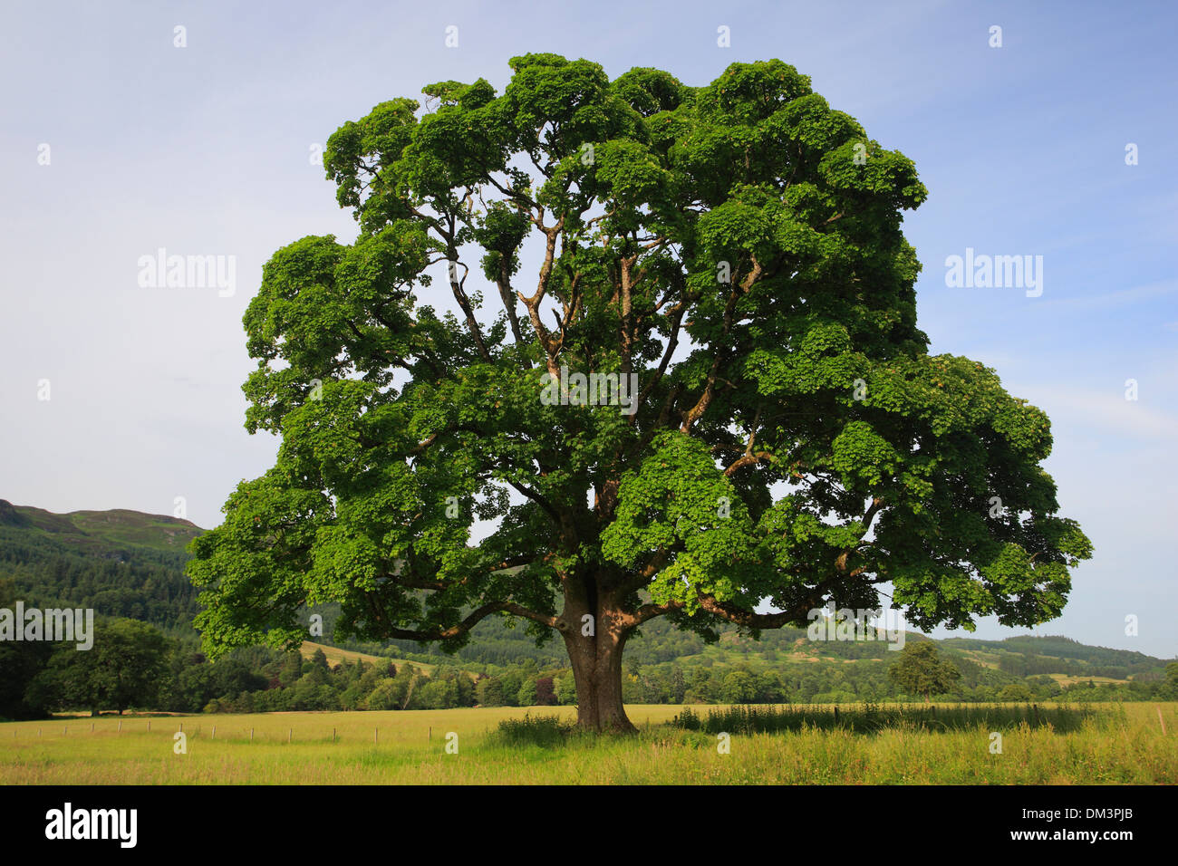 Maple, maple tree, tree, Scotland, summer, sunshine, vegetation, old