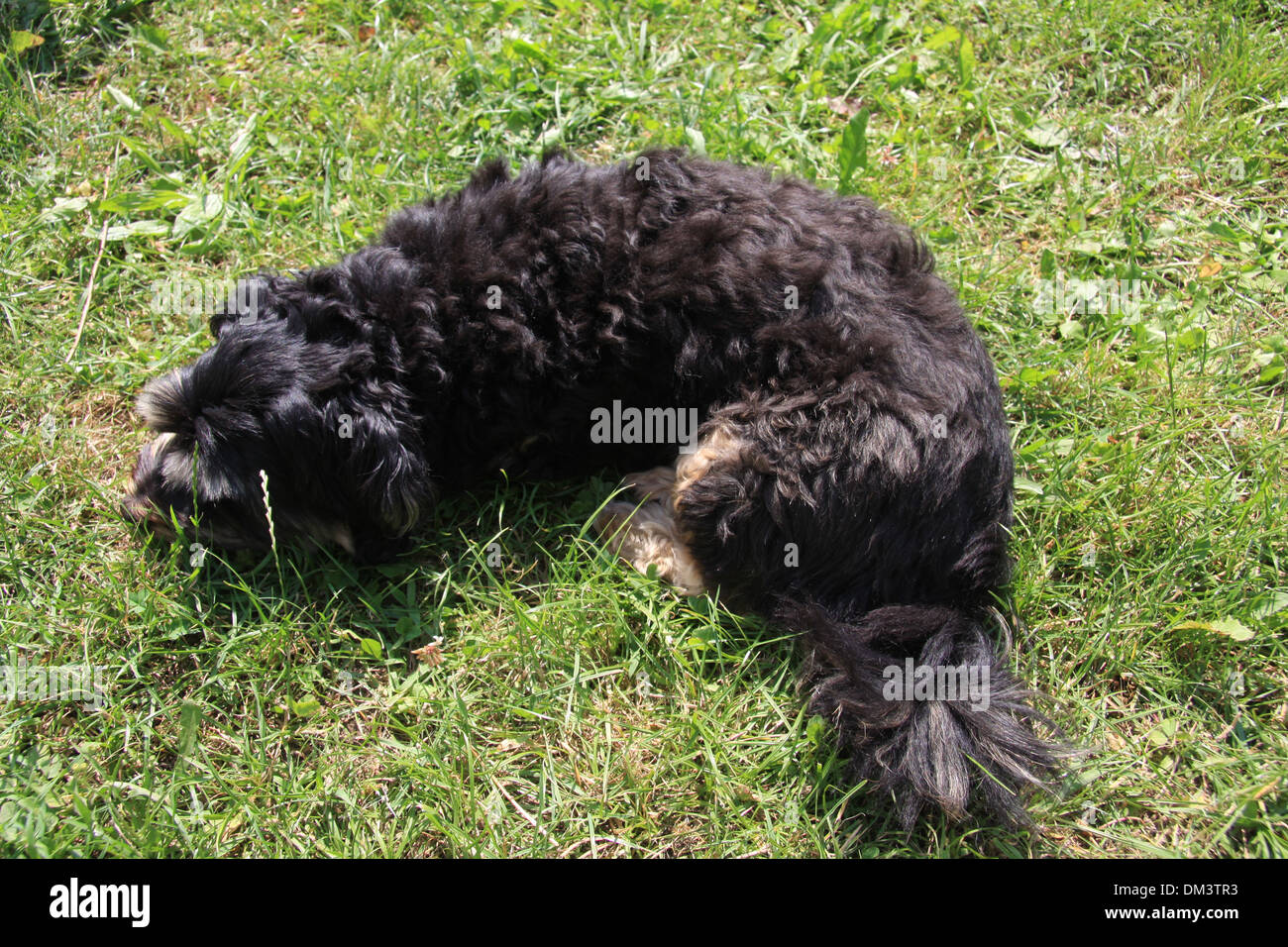 Dog, lie, meadow, animal, lazy, Havanese Stock Photo