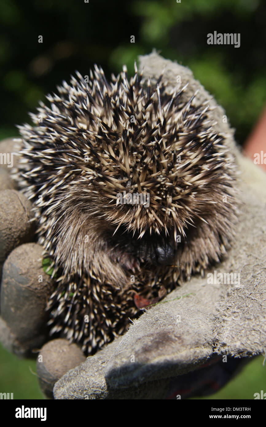 Animal, hedgehog, stings, prickles, rolled up, glove, young, animal care Stock Photo