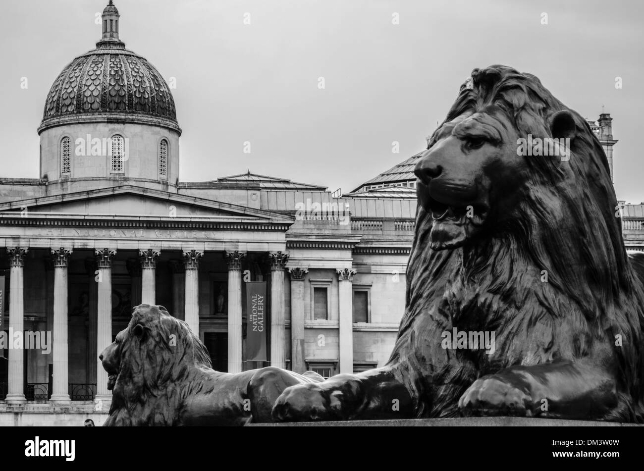 Trafalgar Square Lions in front of National Gallery Stock Photo
