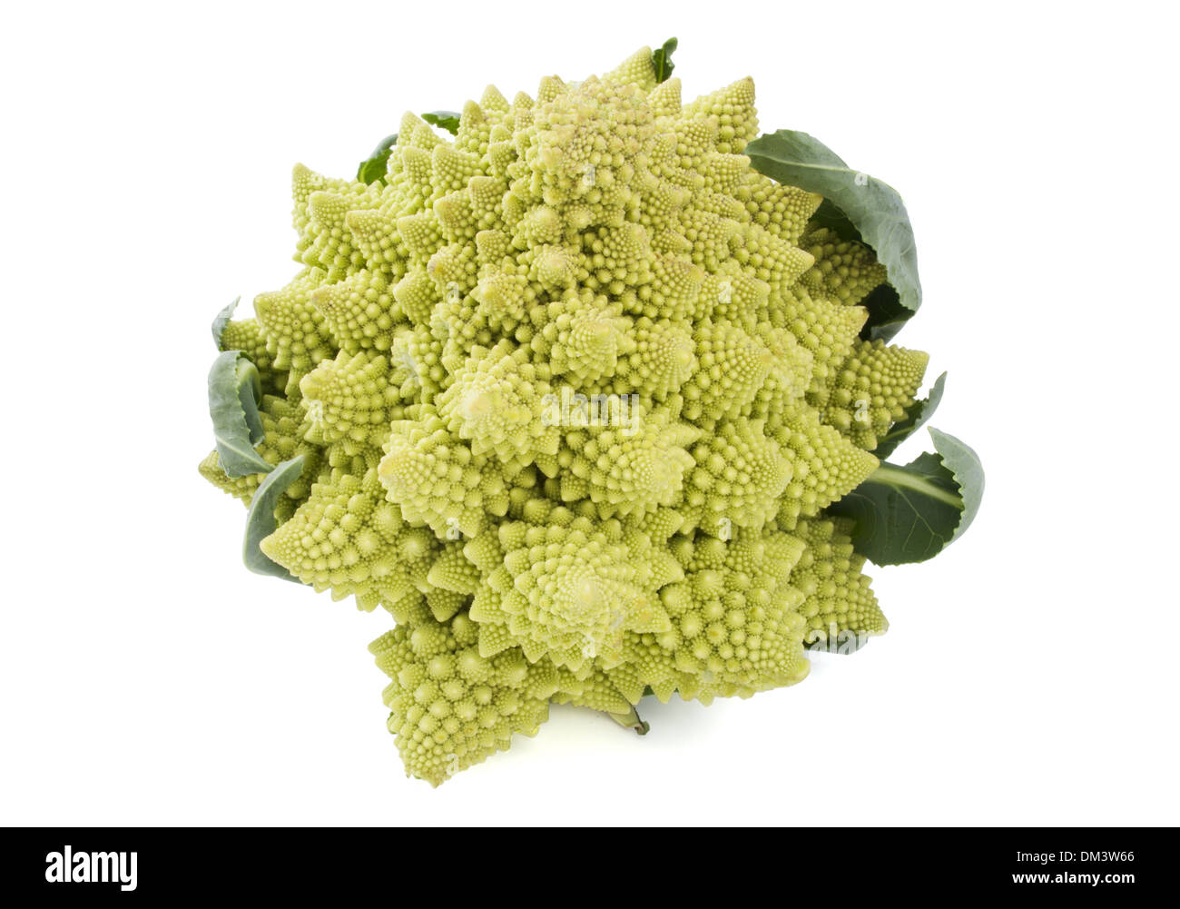 One whole Romanesco broccoli (Brassica oleracea) on a white background Stock Photo