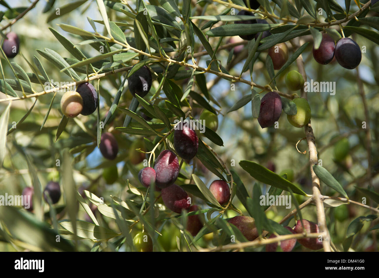 Olivenbaum mallorca hires stock photography and images Alamy