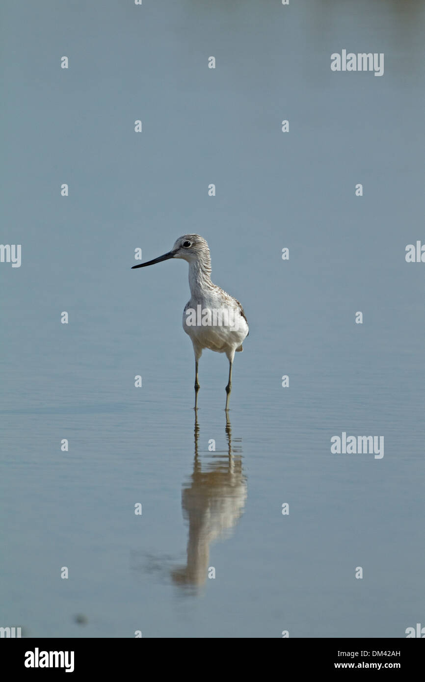 Common Greenshank (Tringa nebularia) Stock Photo